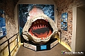 VBS_9033 - Museo Paleontologico - Asti